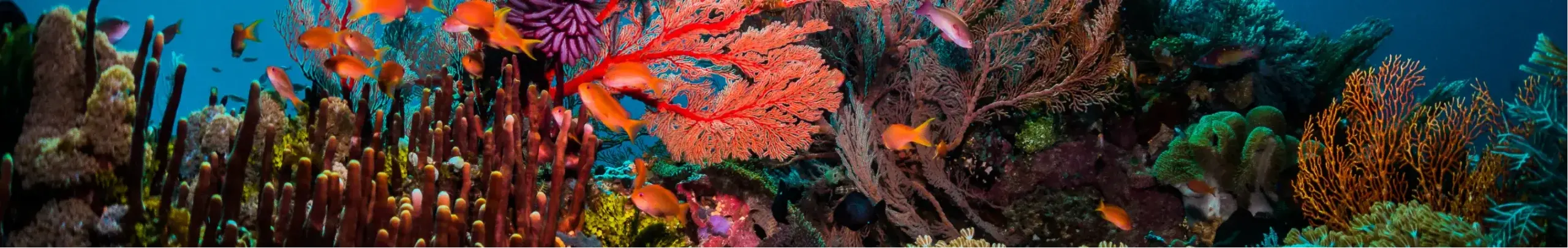 Great Barrier Reef