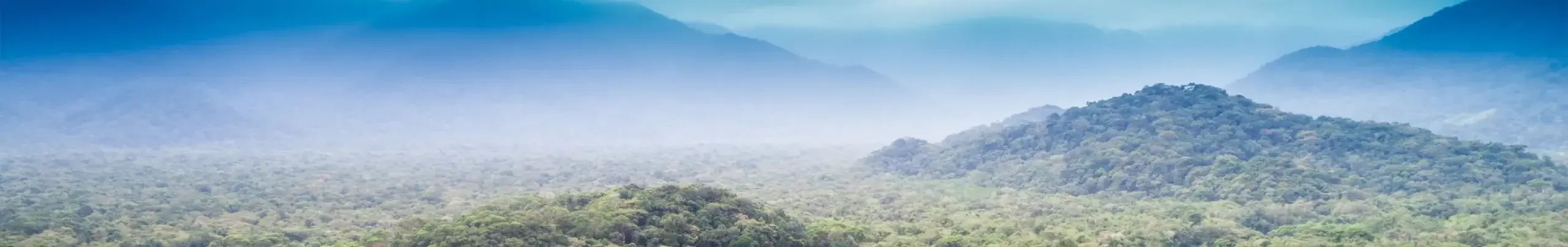 Amazon Rainforest